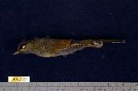 藏品(藪鳥)的圖片